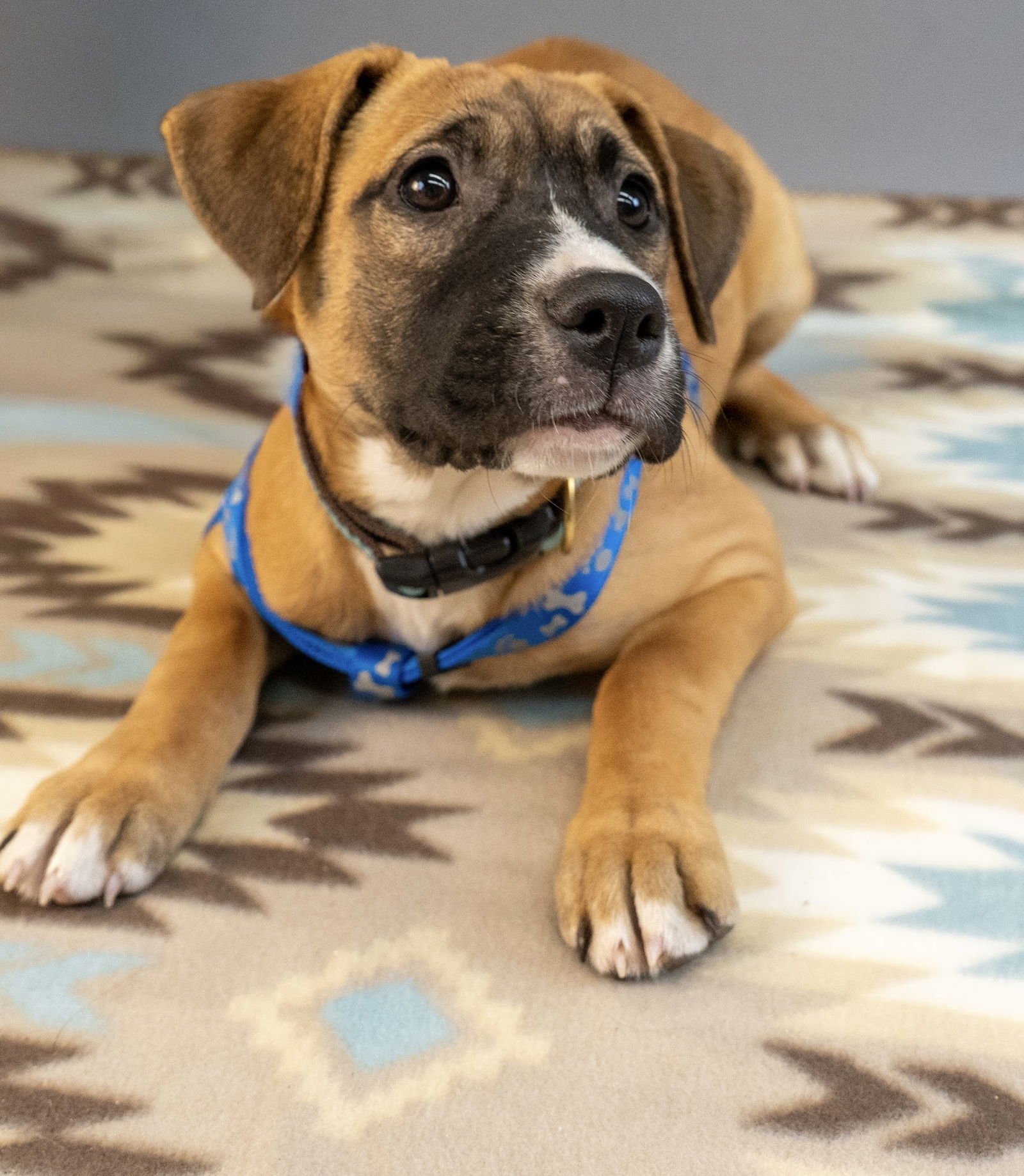 CIDER - Boxer / American Staffordshire Terrier available for adoption