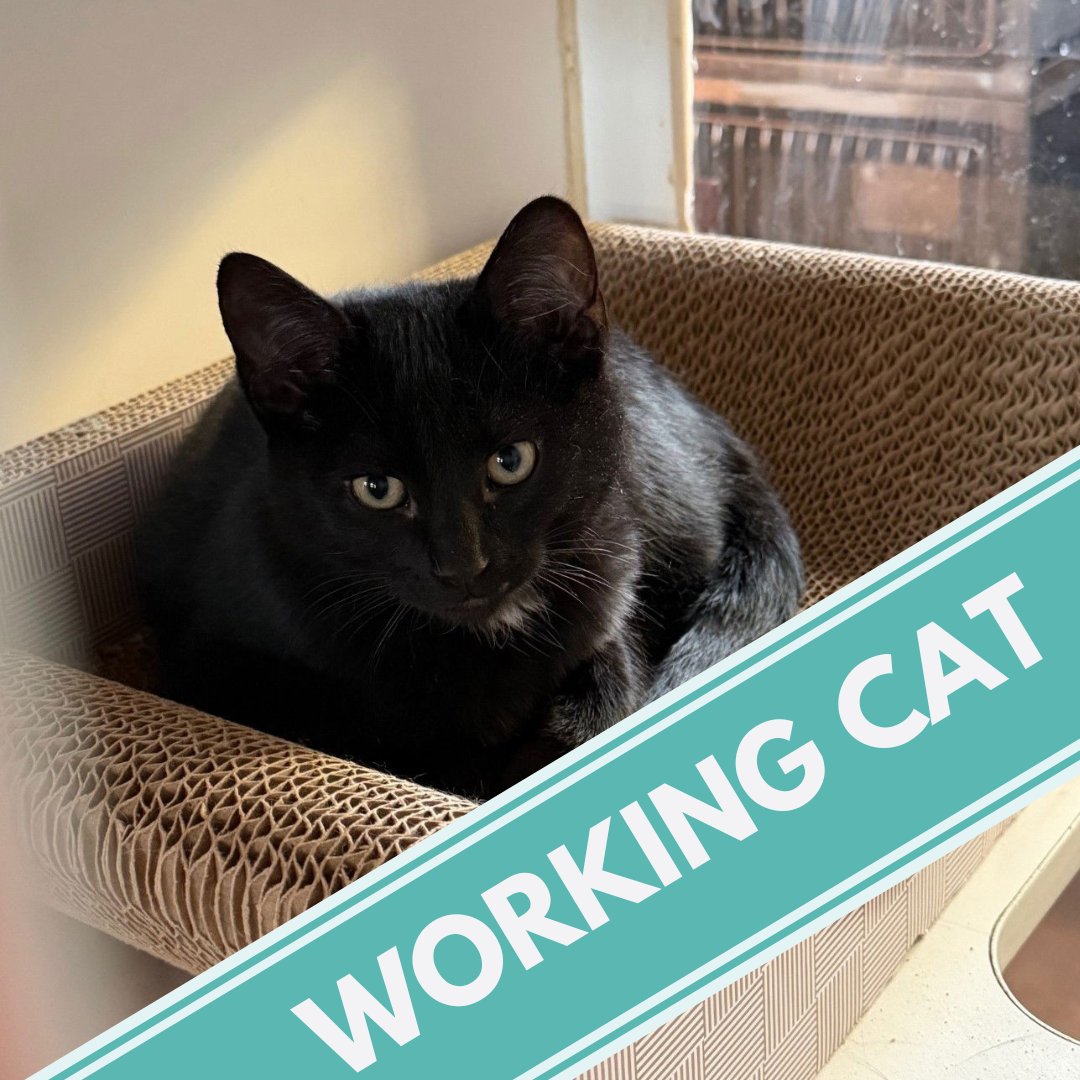 IMPALA - Domestic Short Hair available for adoption