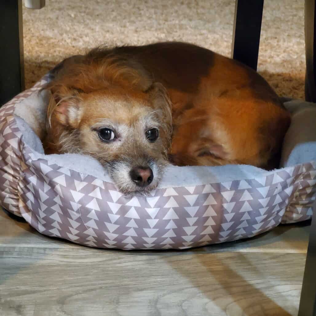 ARIANNA *ARRIVING 2/20* - Schnauzer / Terrier available for adoption