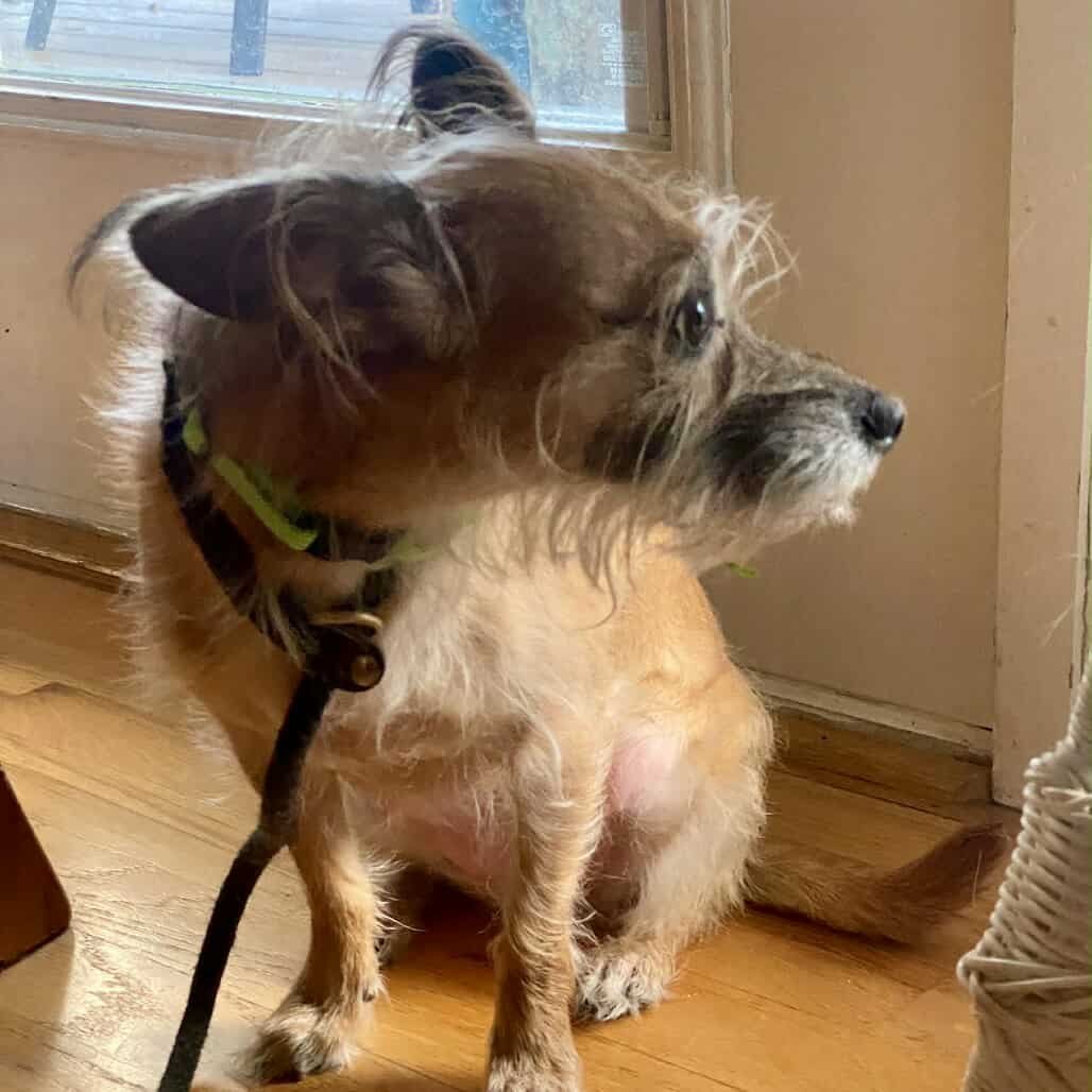 ARIANNA *ARRIVING 2/20* - Schnauzer / Terrier available for adoption