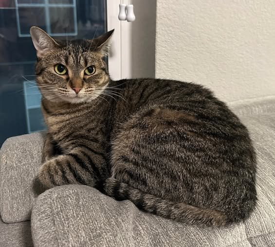 POSIE - Domestic Short Hair available for adoption