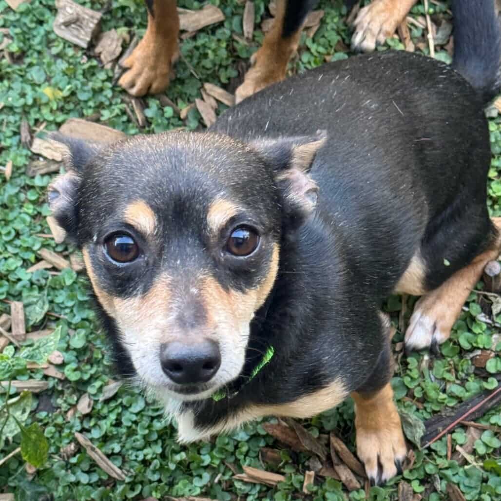 HUBBY *ARRIVING 2/20* - Chihuahua / Dachshund available for adoption