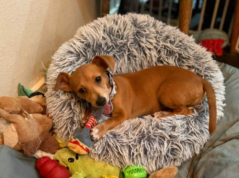 MEERKAT *ARRIVING 2/20* - Chihuahua / Dachshund available for adoption