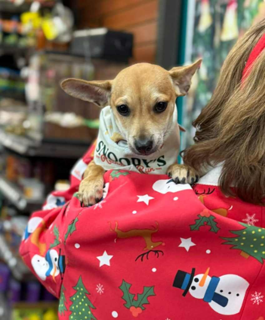 MEERKAT *ARRIVING 2/20* - Chihuahua / Dachshund available for adoption