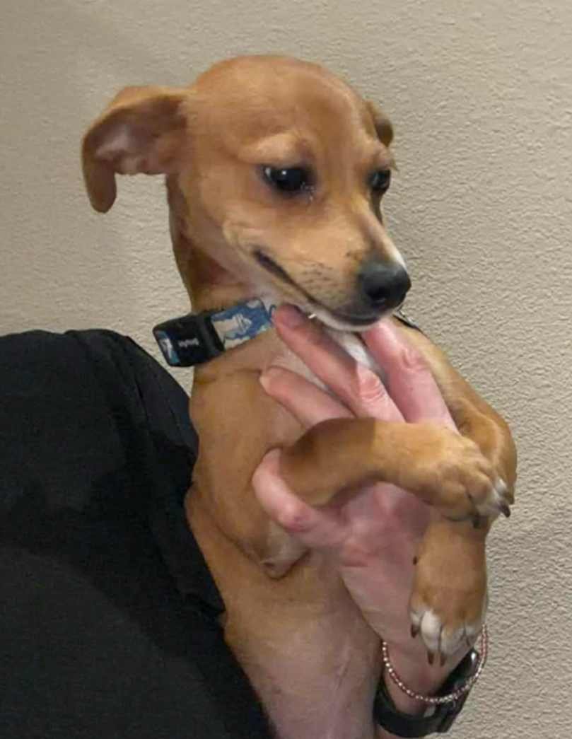 Meerkat *Arriving 2/20* - Photo 3