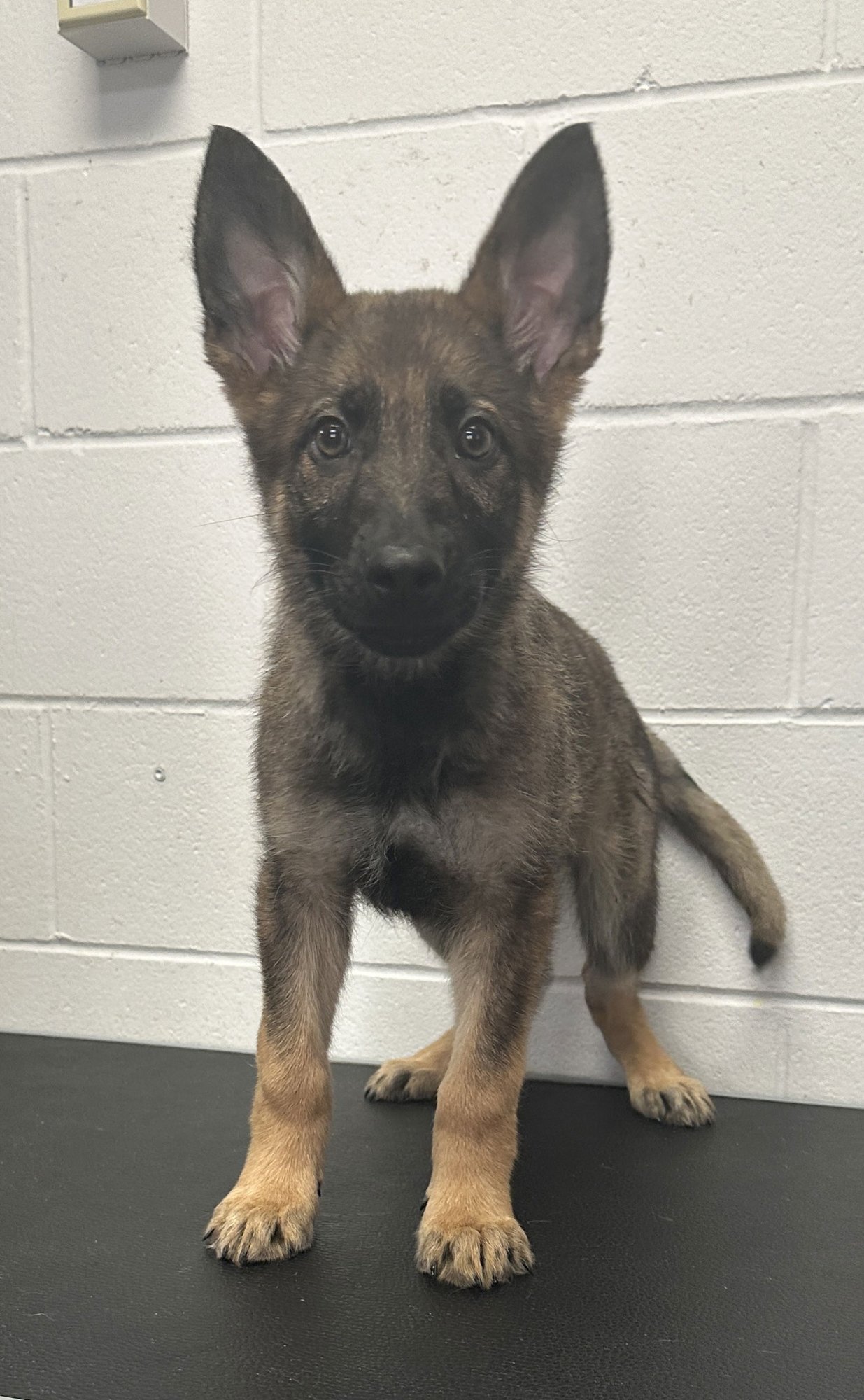 RICHARD - German Shepherd Dog / Belgian Shepherd Malinois available for adoption