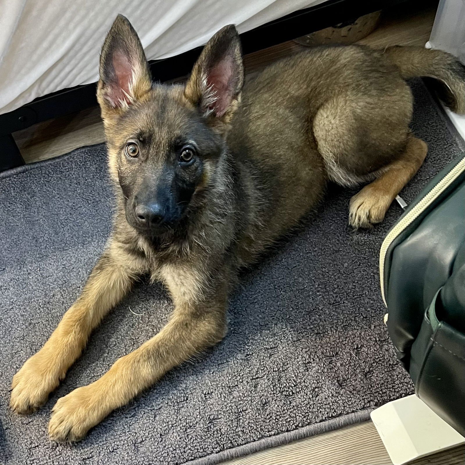 RICHARD - German Shepherd Dog / Belgian Shepherd Malinois available for adoption