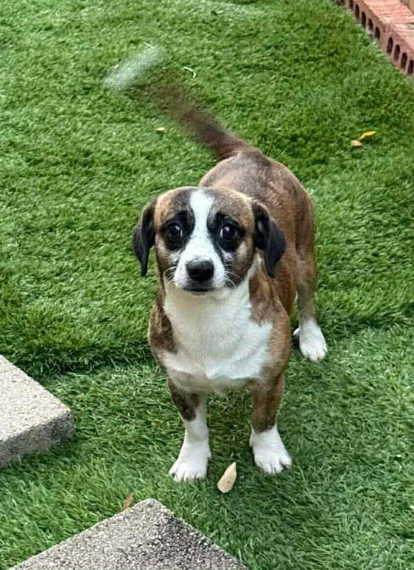 NICHOLAS - Chihuahua / Jack Russell Terrier available for adoption