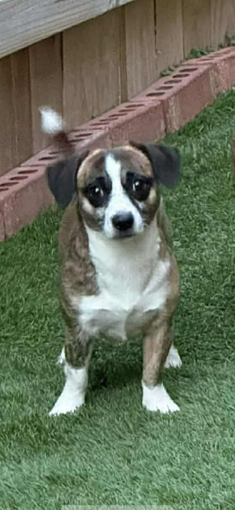 NICHOLAS - Chihuahua / Jack Russell Terrier available for adoption