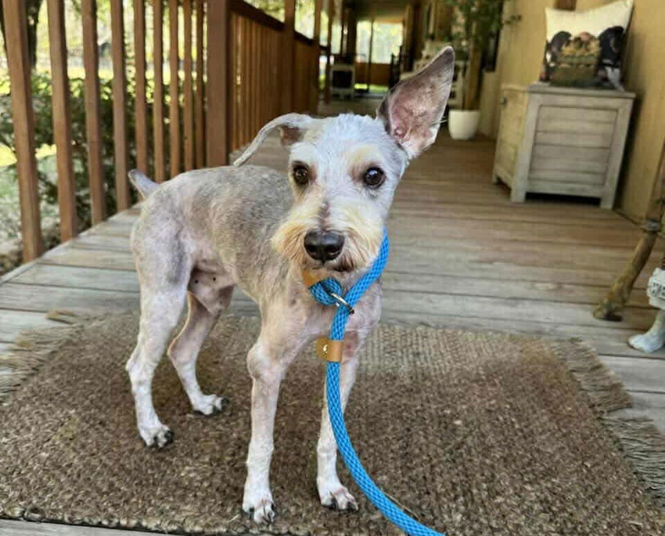 SNICKERS - Schnauzer / Terrier available for adoption
