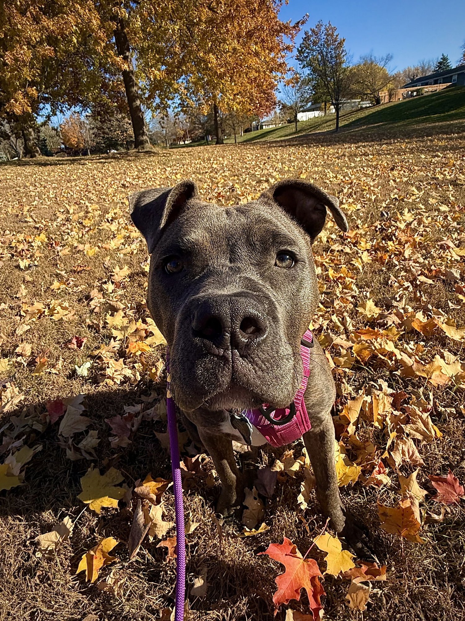 HUMPHREY - American Staffordshire Terrier / Boxer available for adoption