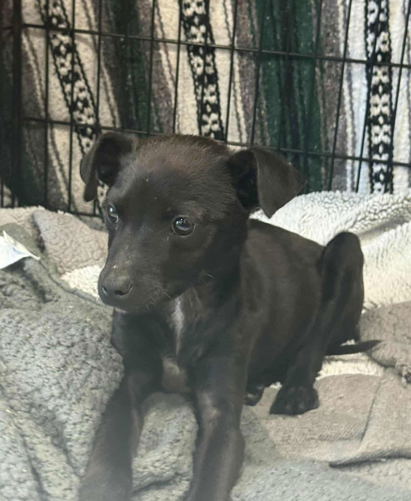 KANE *ARRIVING 2/20* - Chihuahua / Italian Greyhound available for adoption