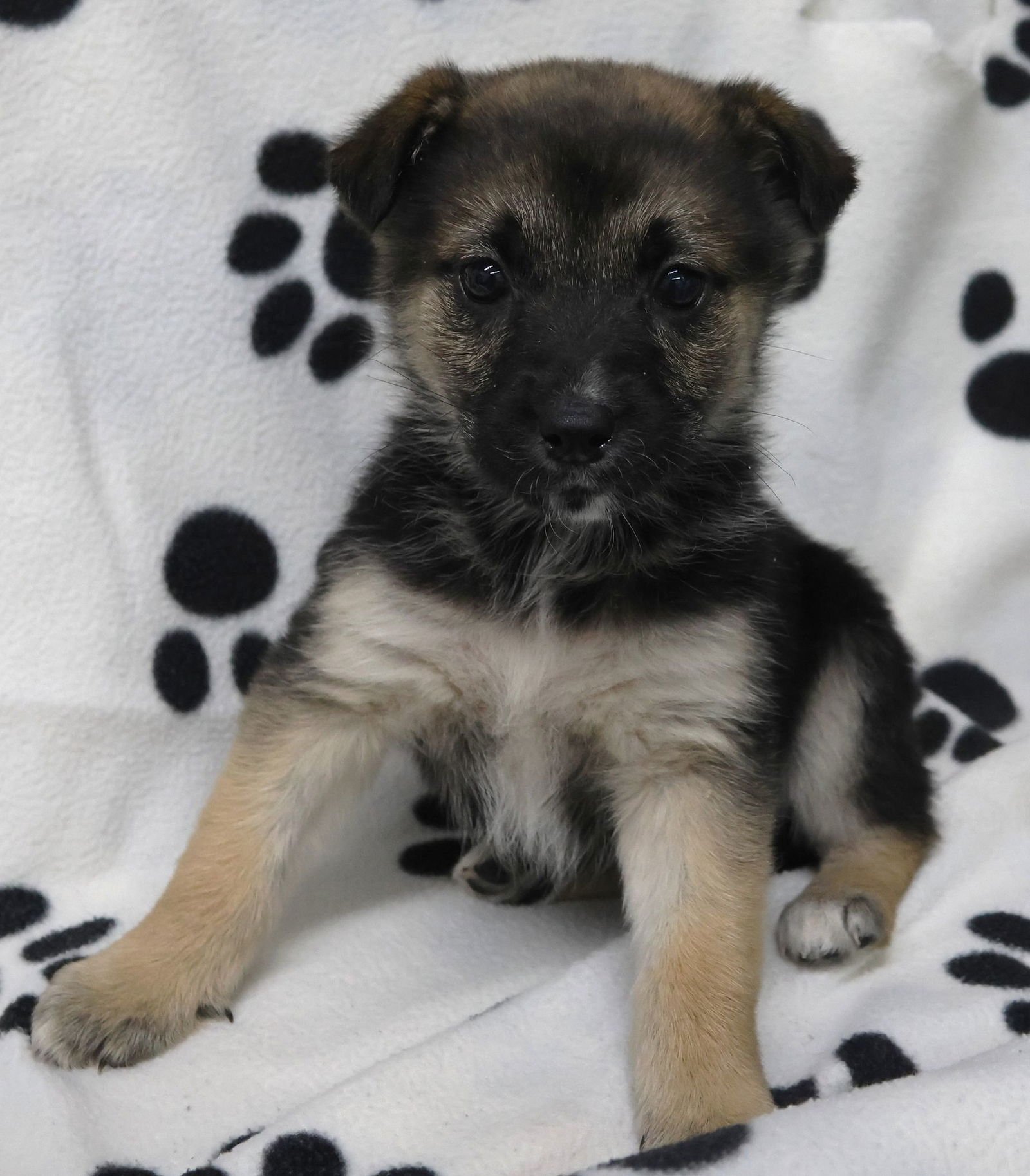 LILLY - German Shepherd Dog / Labrador Retriever available for adoption