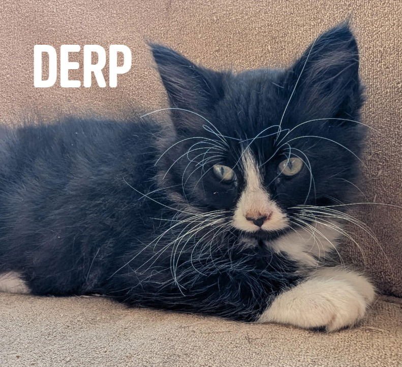 DERP - Tuxedo / Domestic Medium Hair available for adoption