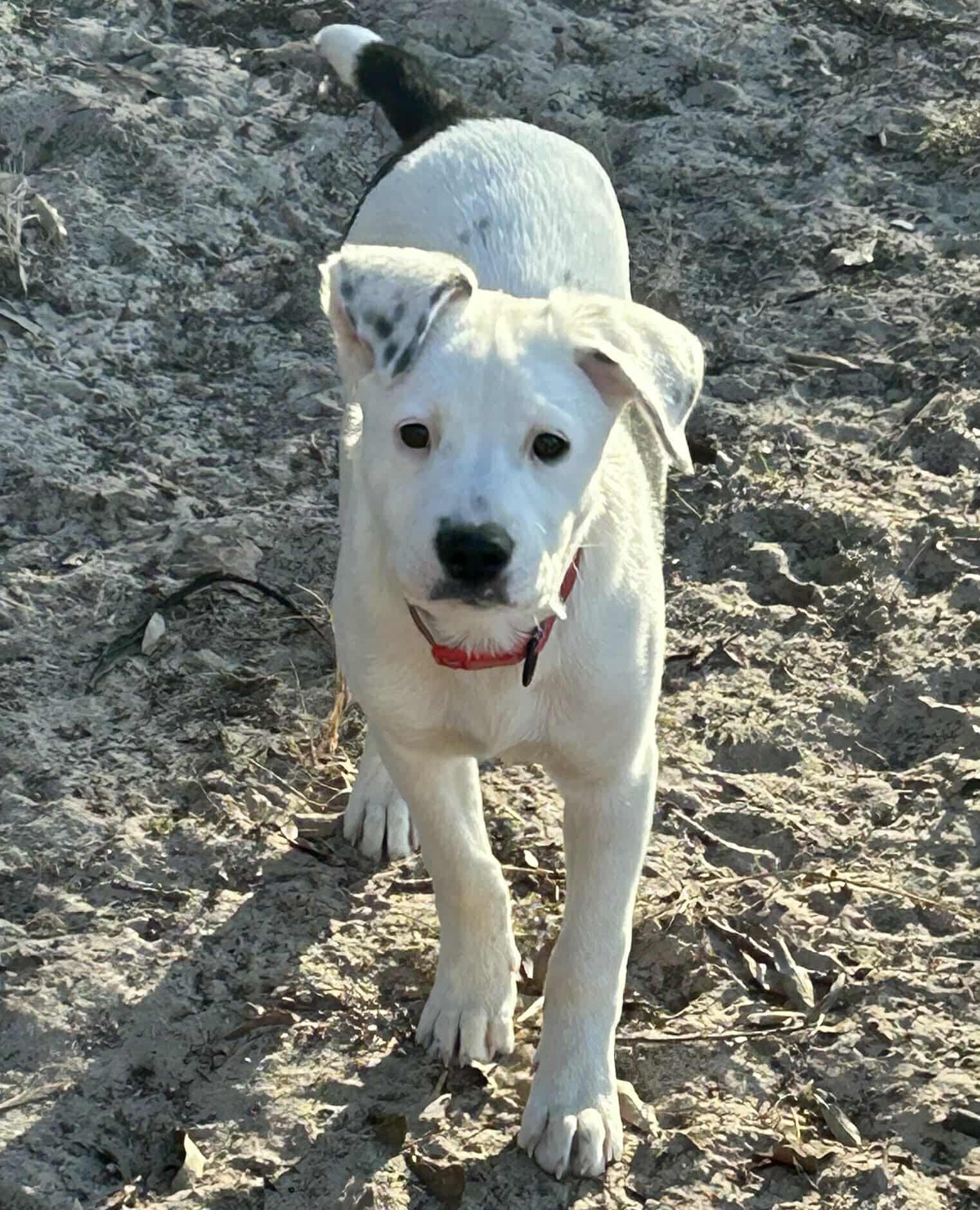 JELLO *ARRIVING 2/20* - Mastiff / American Staffordshire Terrier available for adoption