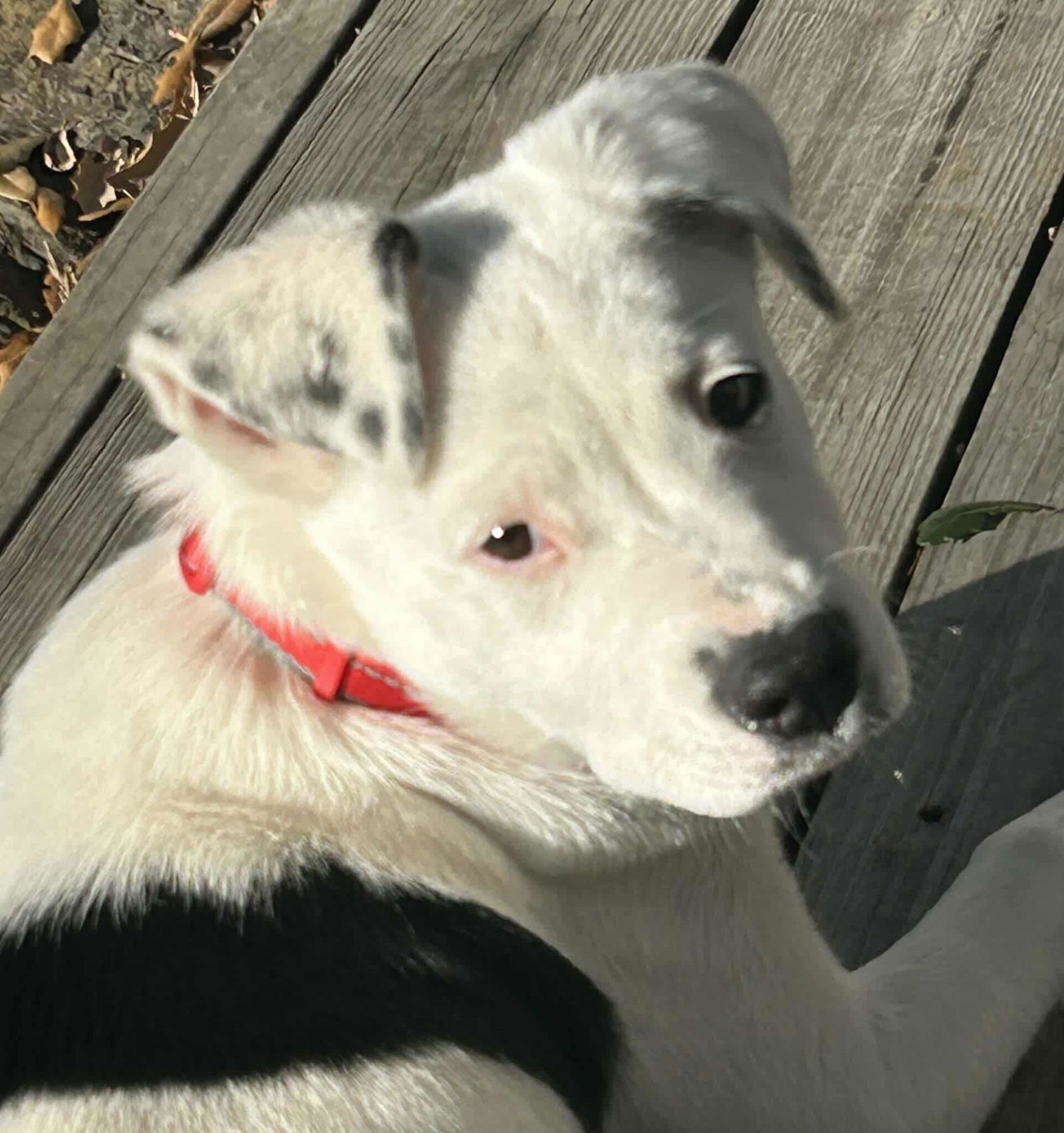 JELLO *ARRIVING 2/20* - Mastiff / American Staffordshire Terrier available for adoption