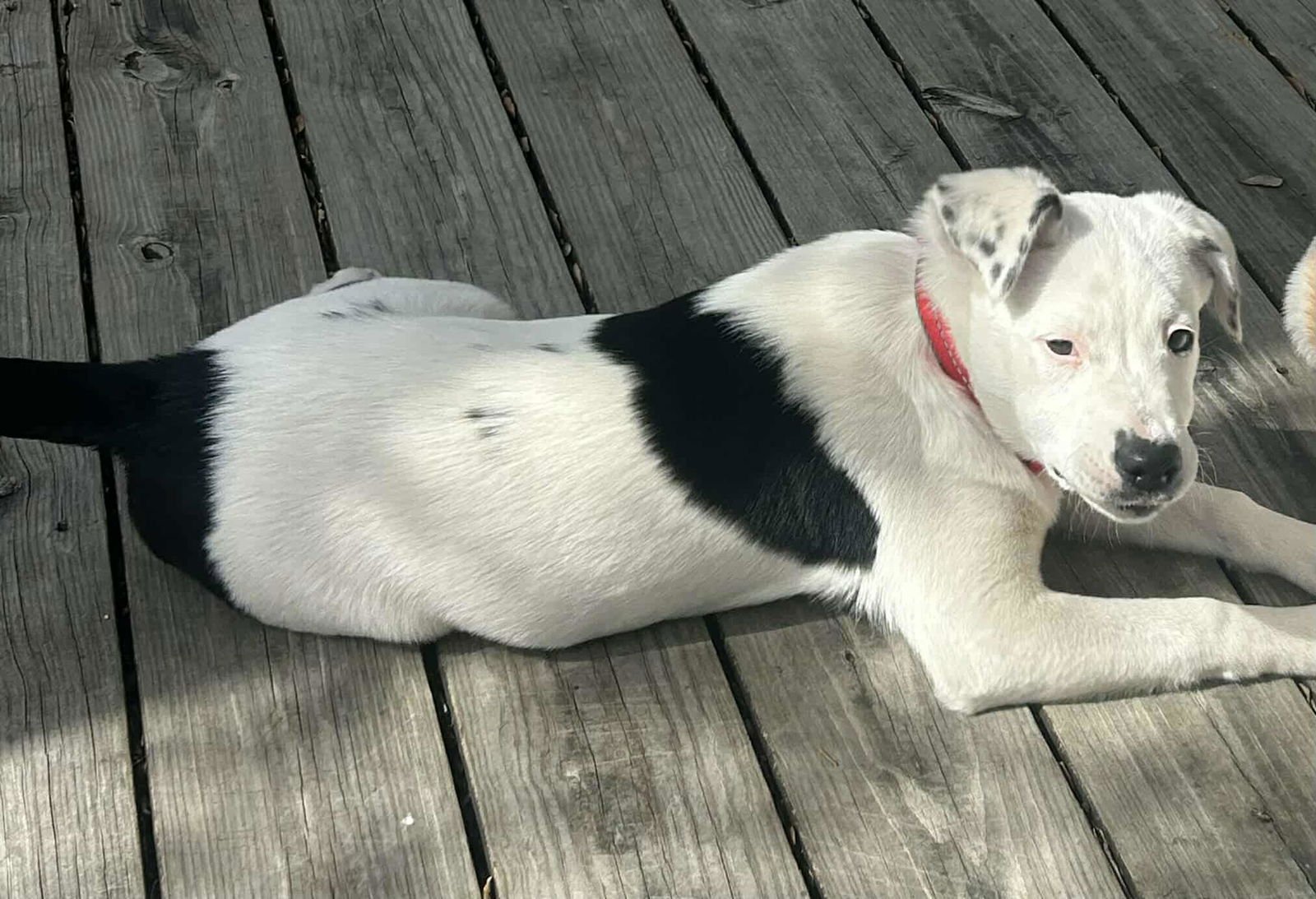 Jello *Arriving 2/20* - Photo 3