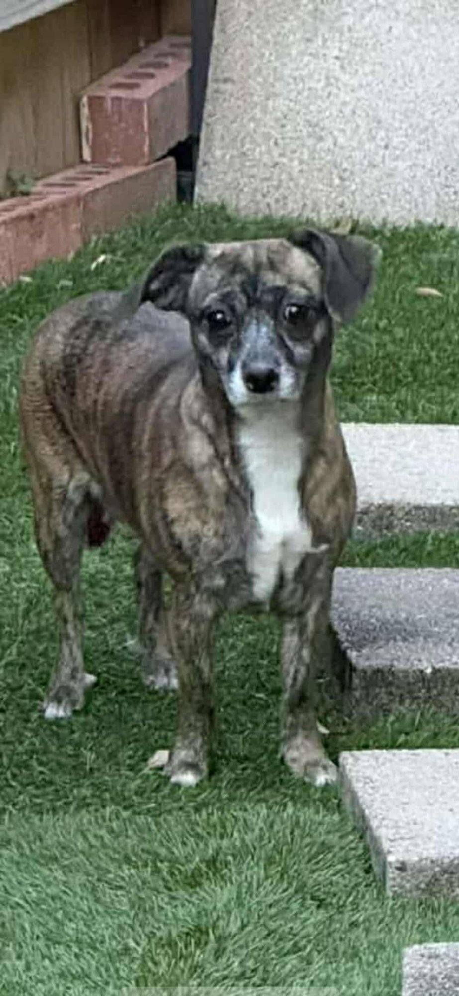 AMARYLLIS - Chihuahua / Jack Russell Terrier available for adoption