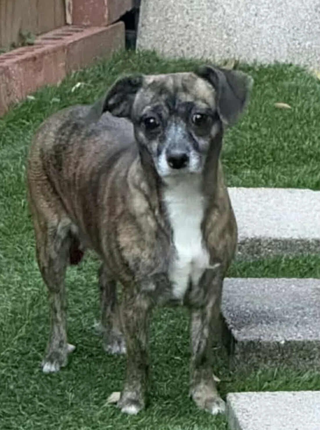 AMARYLLIS - Chihuahua / Jack Russell Terrier available for adoption