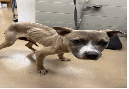 TIGER - Pit Bull Terrier / Staffordshire Bull Terrier available for adoption