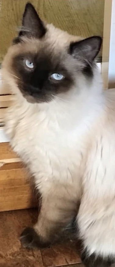 JORDAN - Ragdoll / Domestic Long Hair available for adoption
