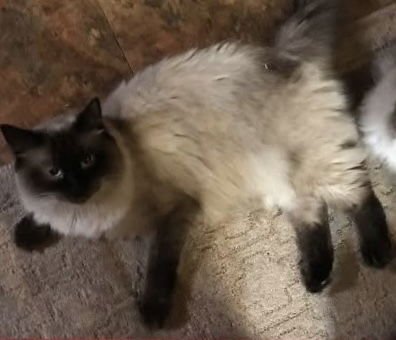 JORDAN - Ragdoll / Domestic Long Hair available for adoption