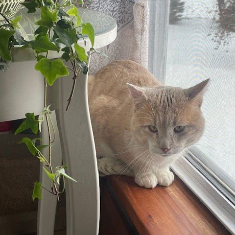 KAI - Domestic Short Hair available for adoption