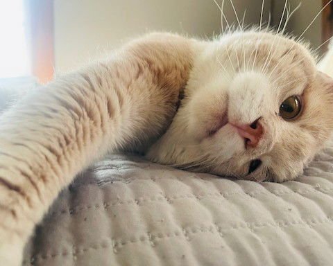 KAI - Domestic Short Hair available for adoption