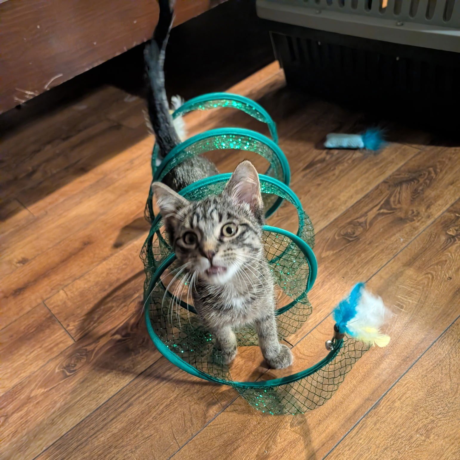 CHASE - Domestic Short Hair available for adoption