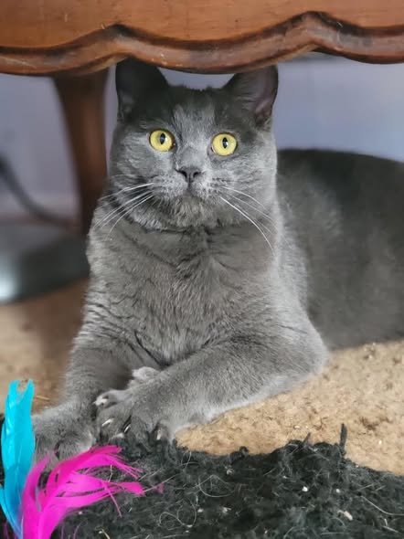 MARVIN - Domestic Short Hair available for adoption