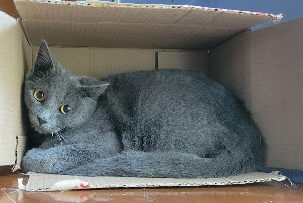 MARVIN - Domestic Short Hair available for adoption