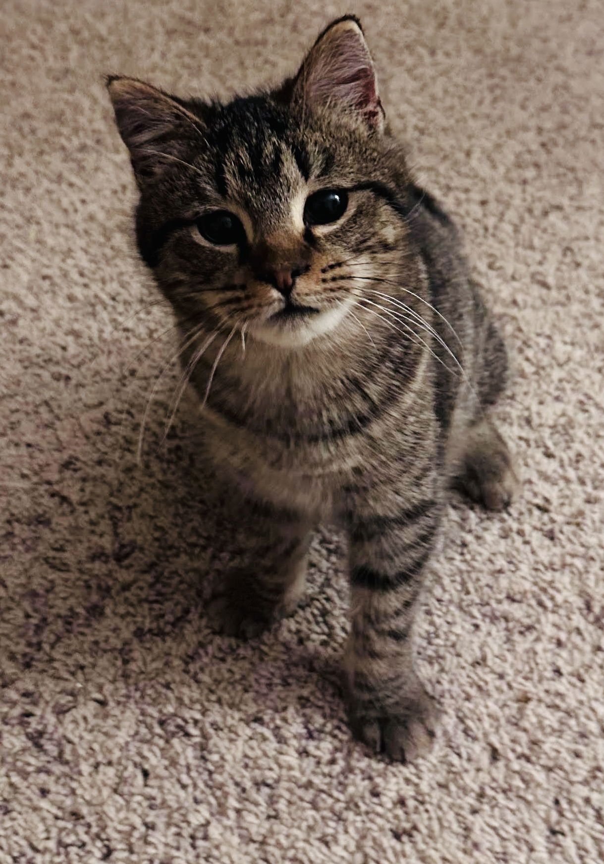 SUNNY - Domestic Short Hair available for adoption