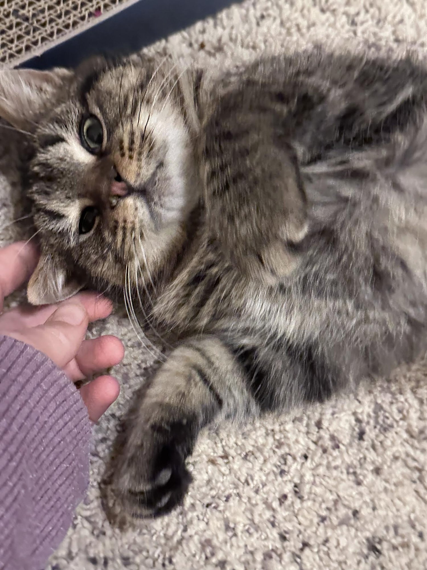 SUNNY - Domestic Short Hair available for adoption