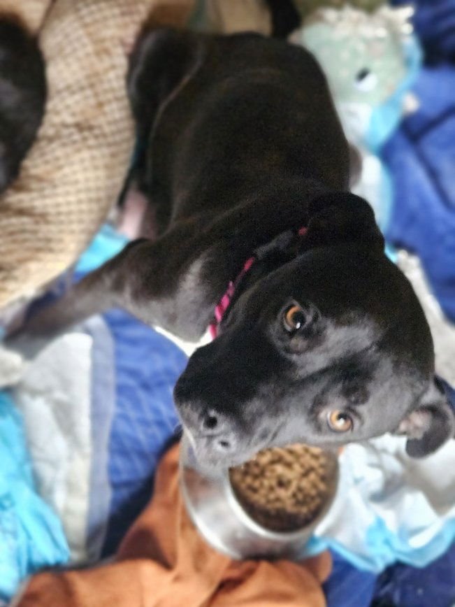 JUPITER - Pit Bull Terrier / Labrador Retriever available for adoption