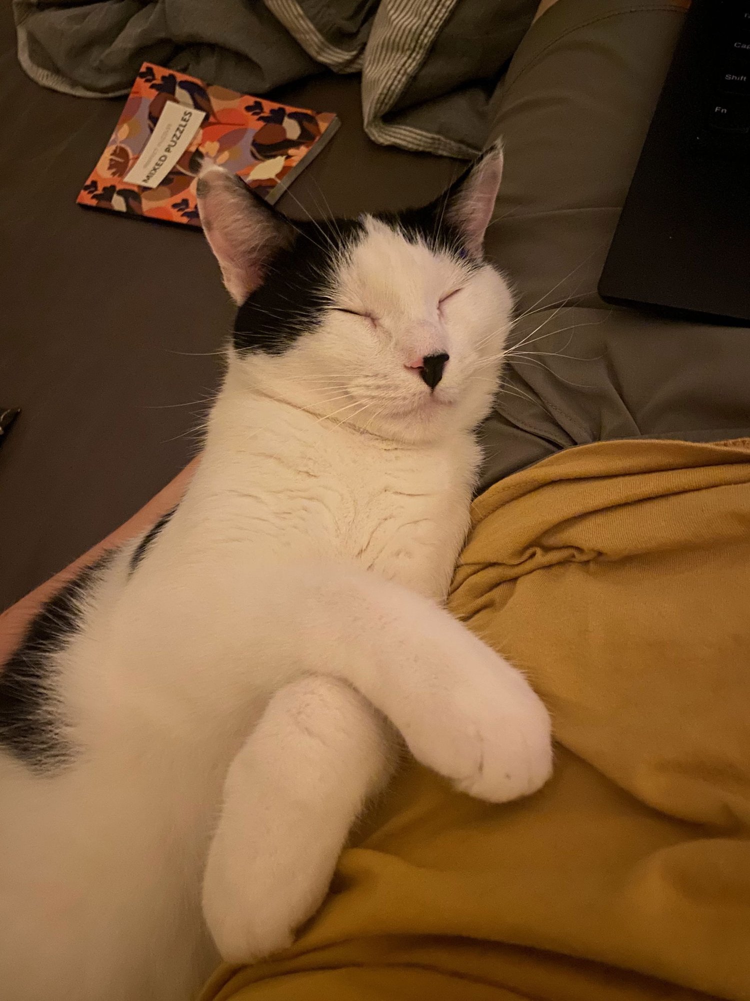 PIANO - Domestic Short Hair available for adoption