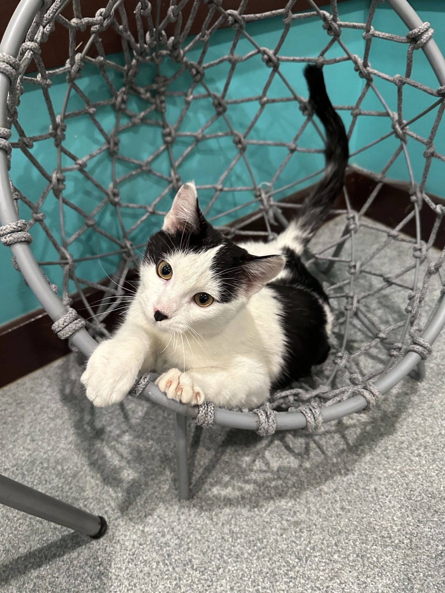 PIANO - Domestic Short Hair available for adoption