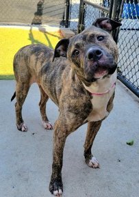 PRINCESS - Pit Bull Terrier / Staffordshire Bull Terrier available for adoption