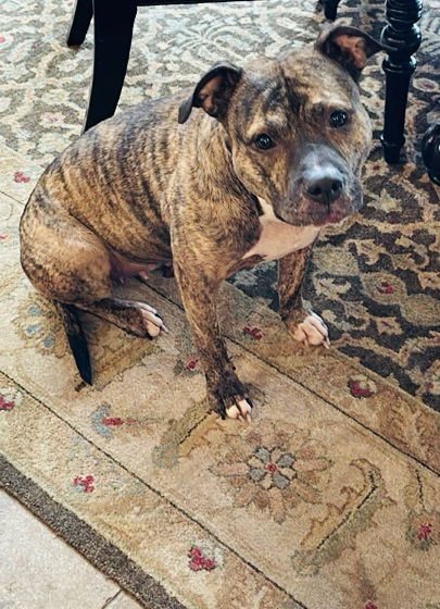 PRINCESS - Pit Bull Terrier / Staffordshire Bull Terrier available for adoption