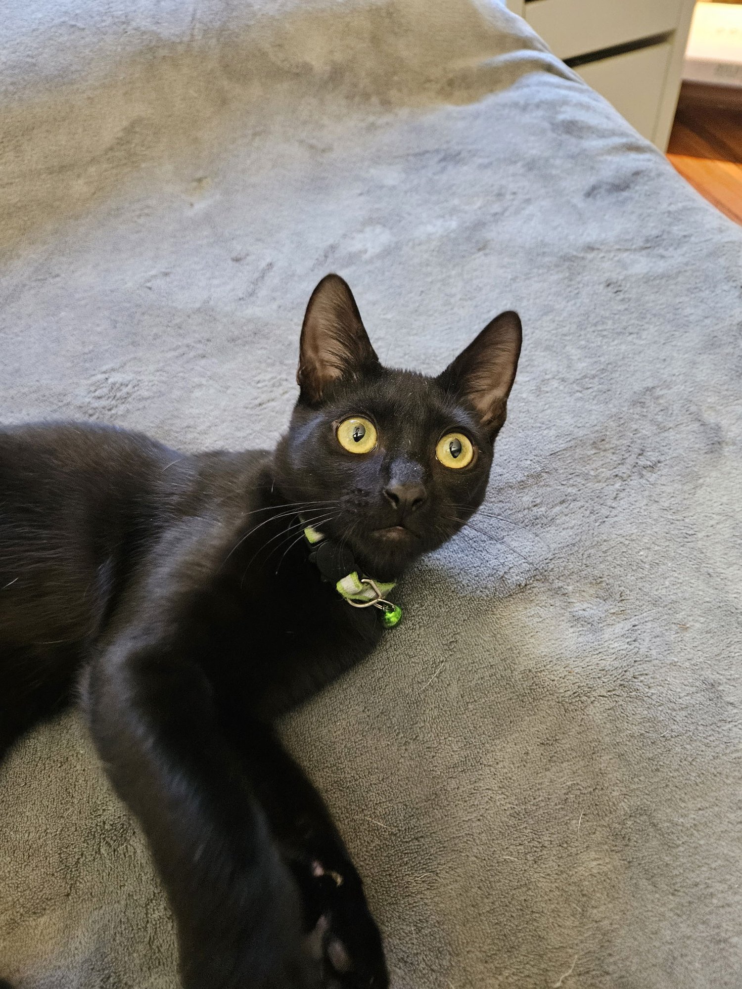 CASANOVA - Domestic Short Hair available for adoption