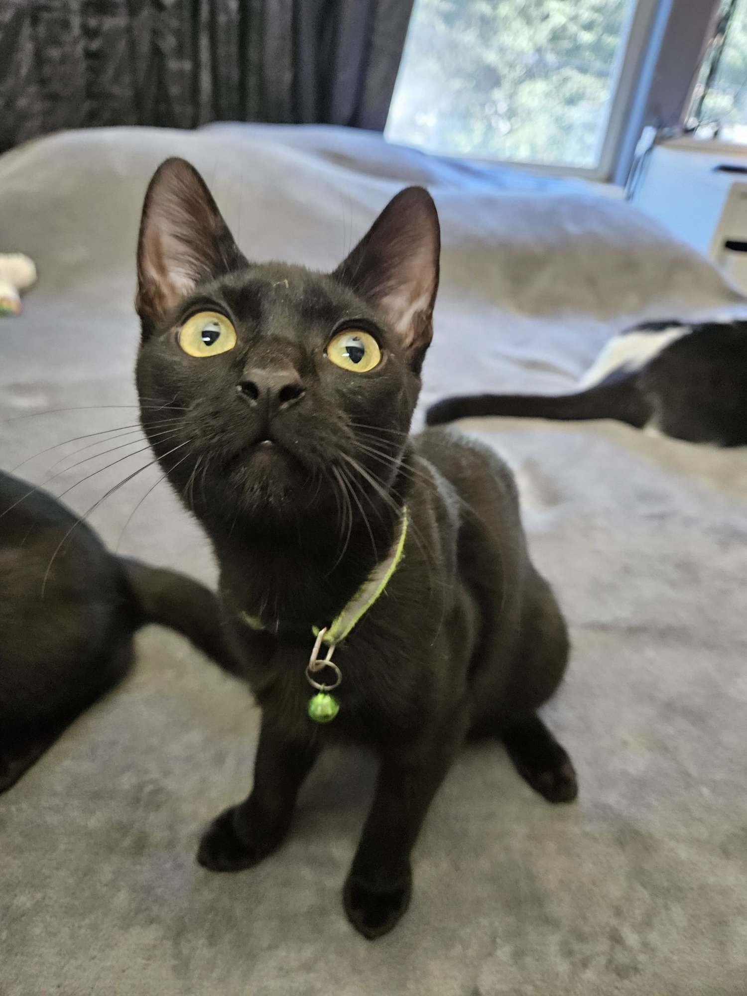 CASANOVA - Domestic Short Hair available for adoption