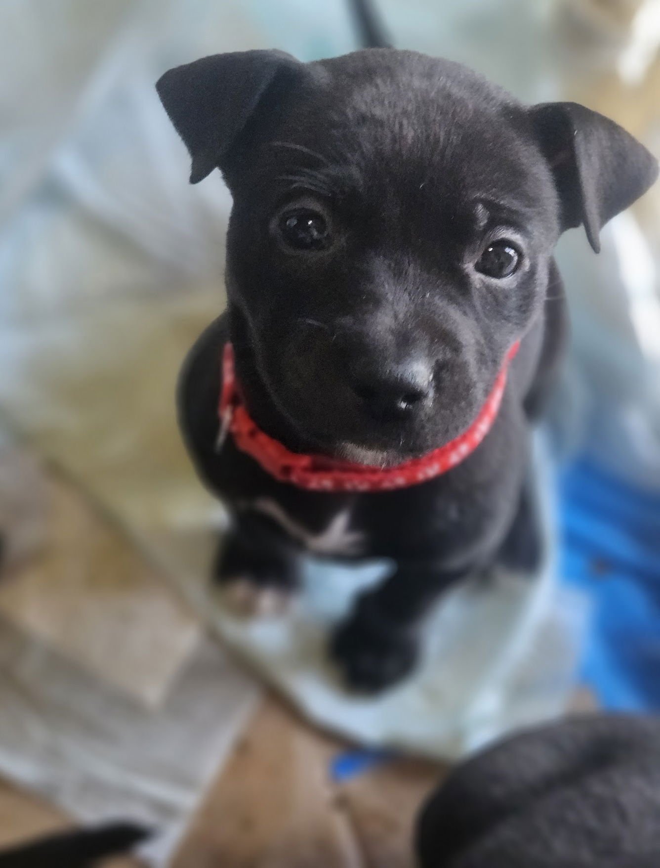 FOX - Labrador Retriever / Pit Bull Terrier available for adoption