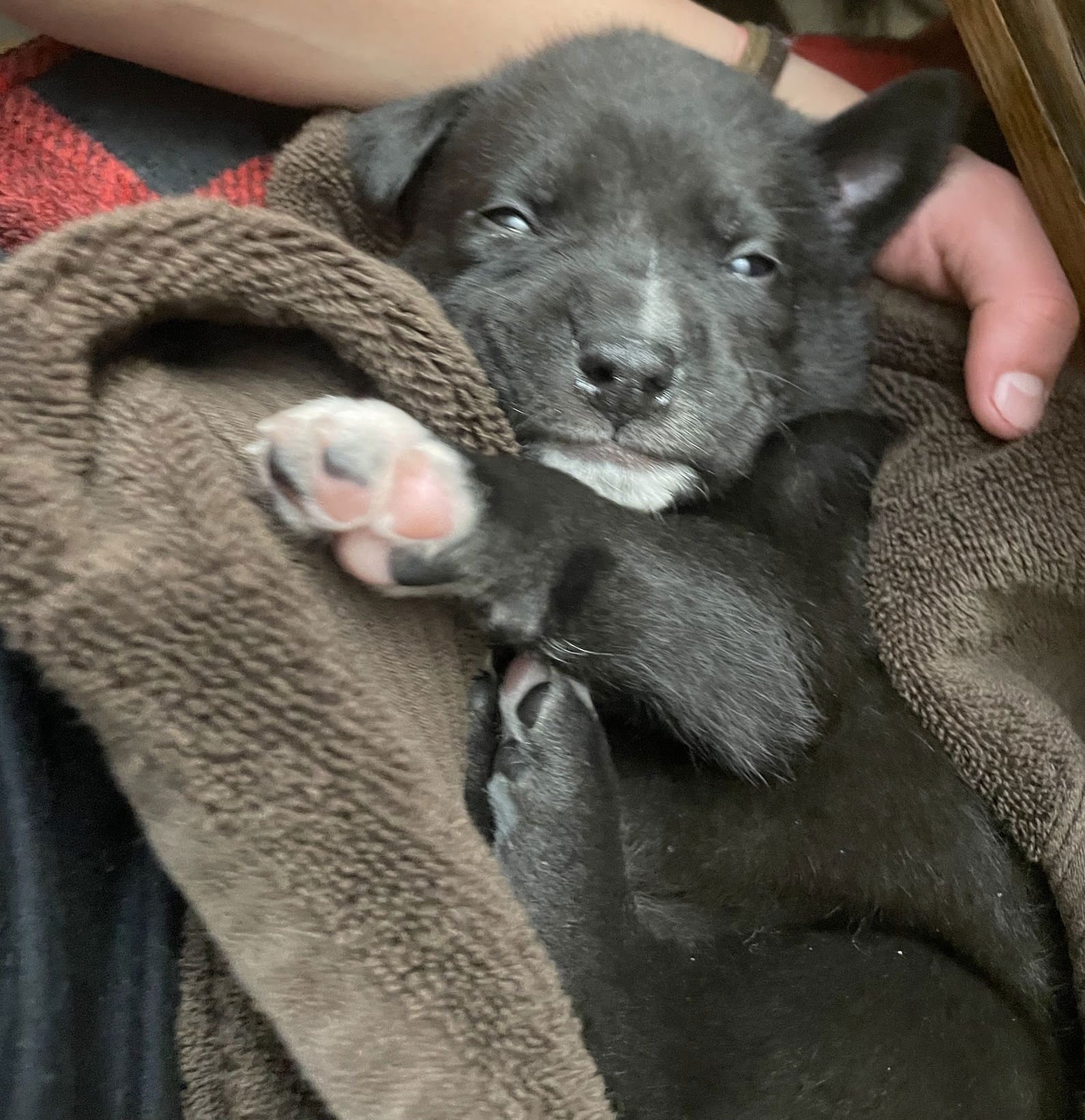 FOX - Labrador Retriever / Pit Bull Terrier available for adoption