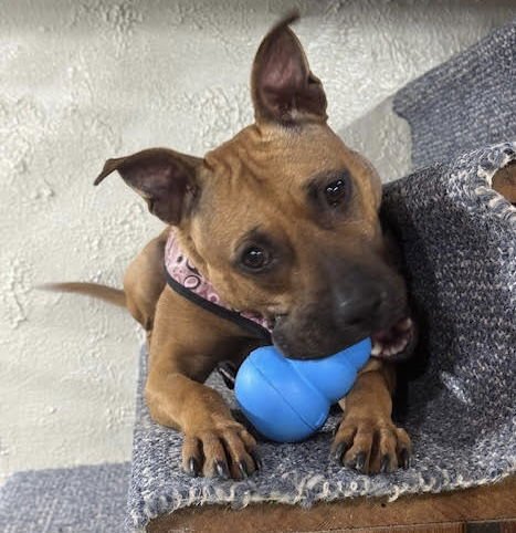 AMBER - Pit Bull Terrier available for adoption