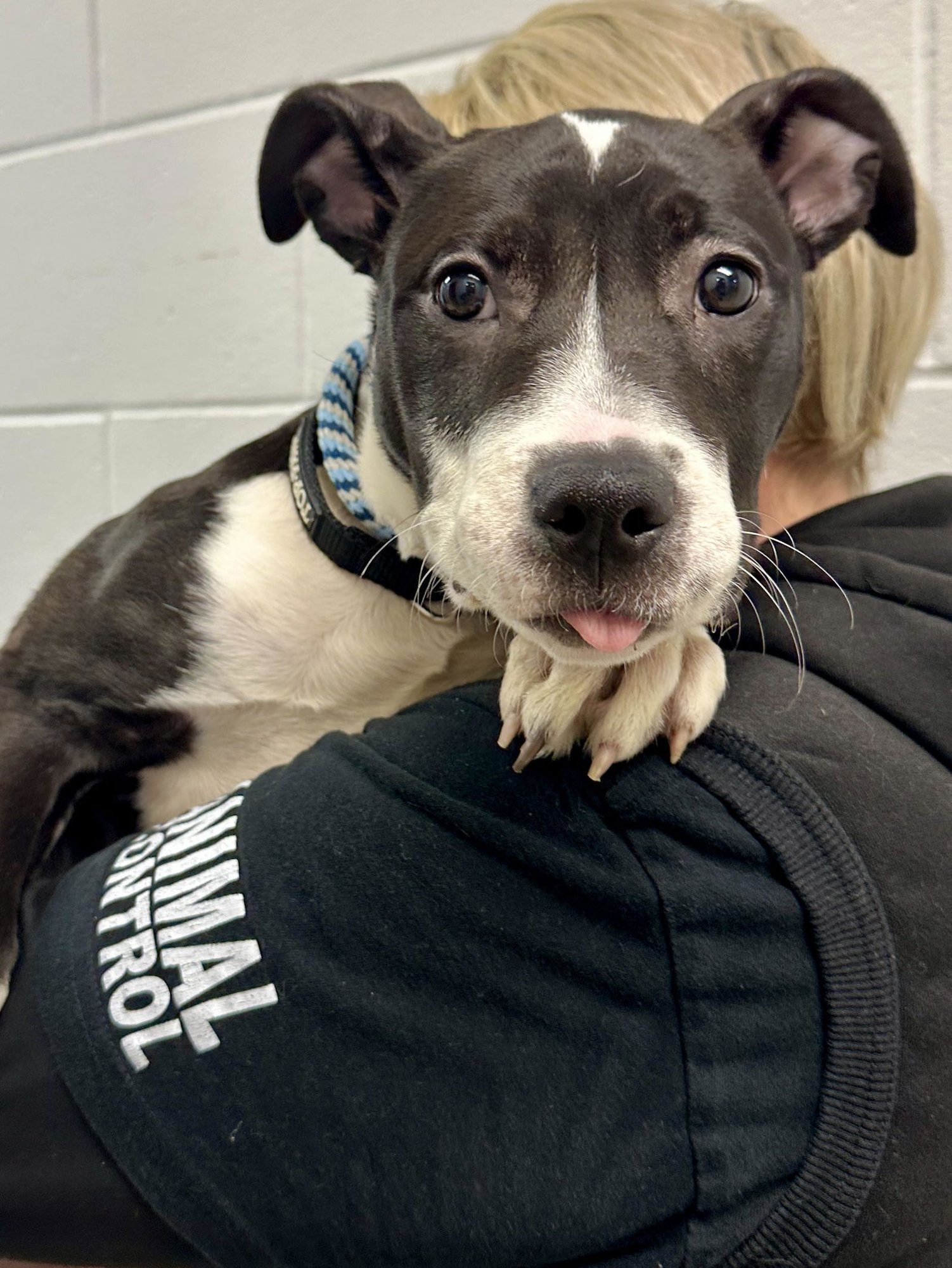 SQUEAK - Pit Bull Terrier / Terrier available for adoption