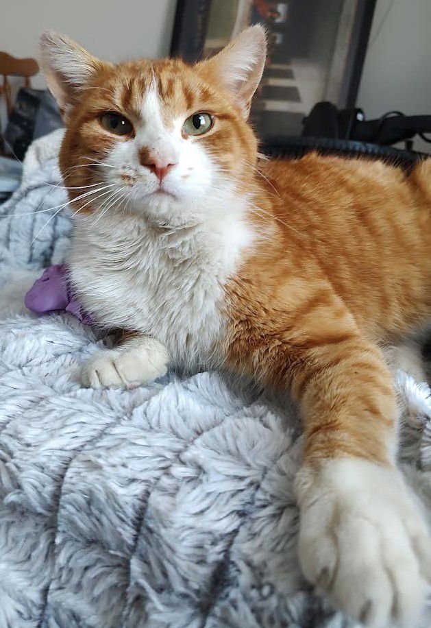 MOOSE - Domestic Short Hair available for adoption