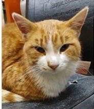 MOOSE - Domestic Short Hair available for adoption