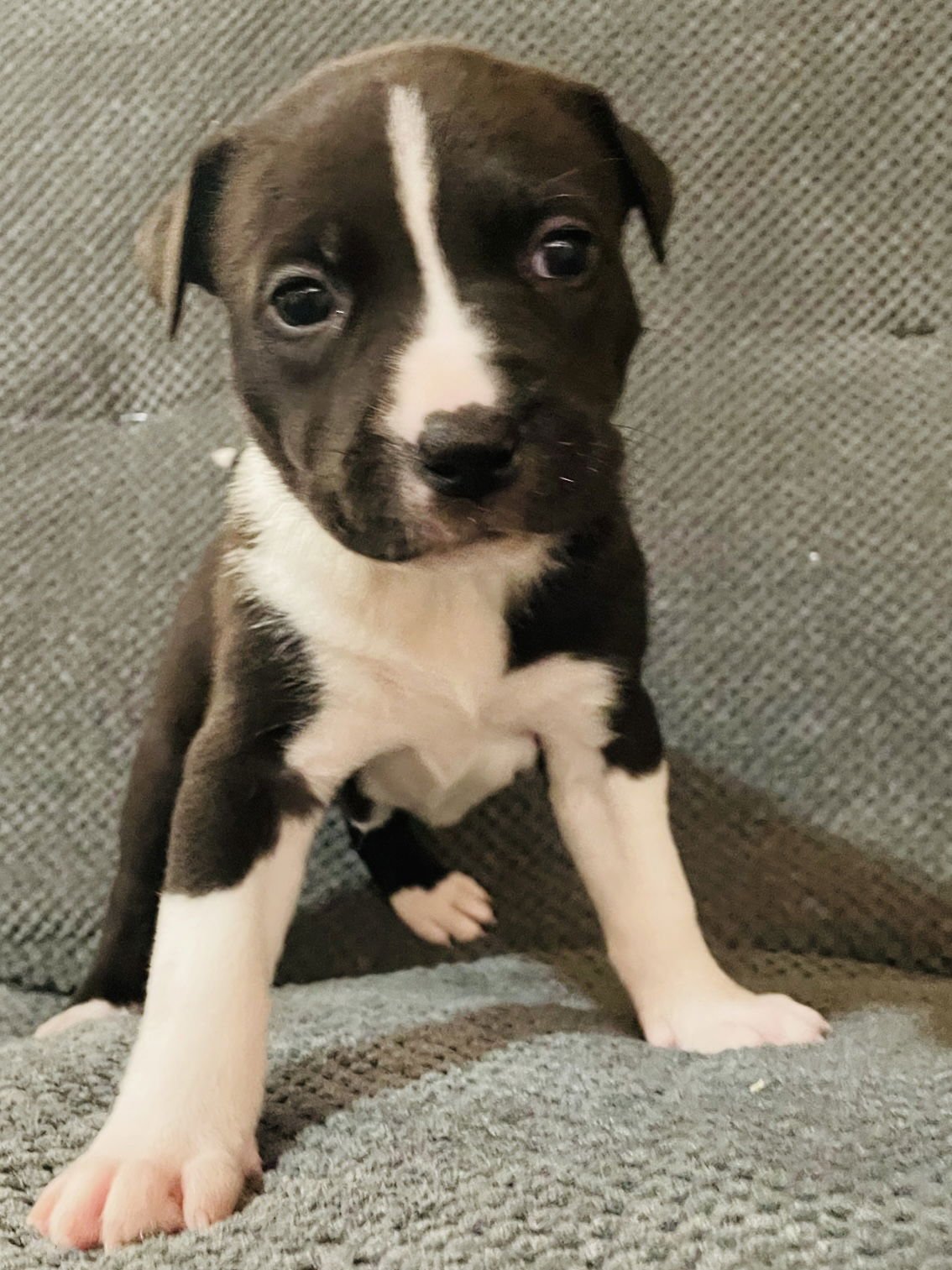 LEVI - Labrador Retriever / Pit Bull Terrier available for adoption