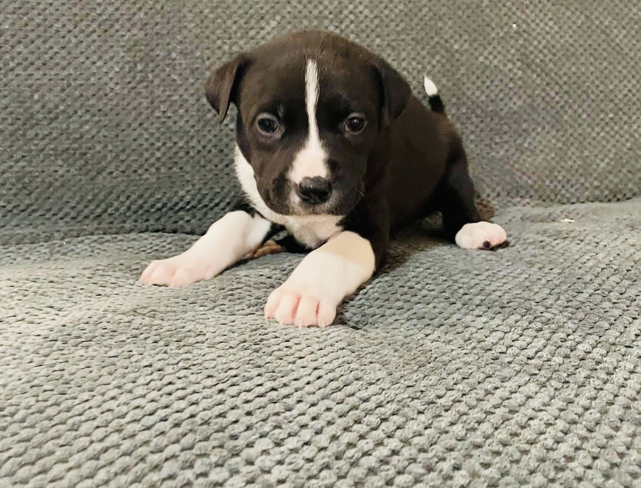 LEVI - Labrador Retriever / Pit Bull Terrier available for adoption