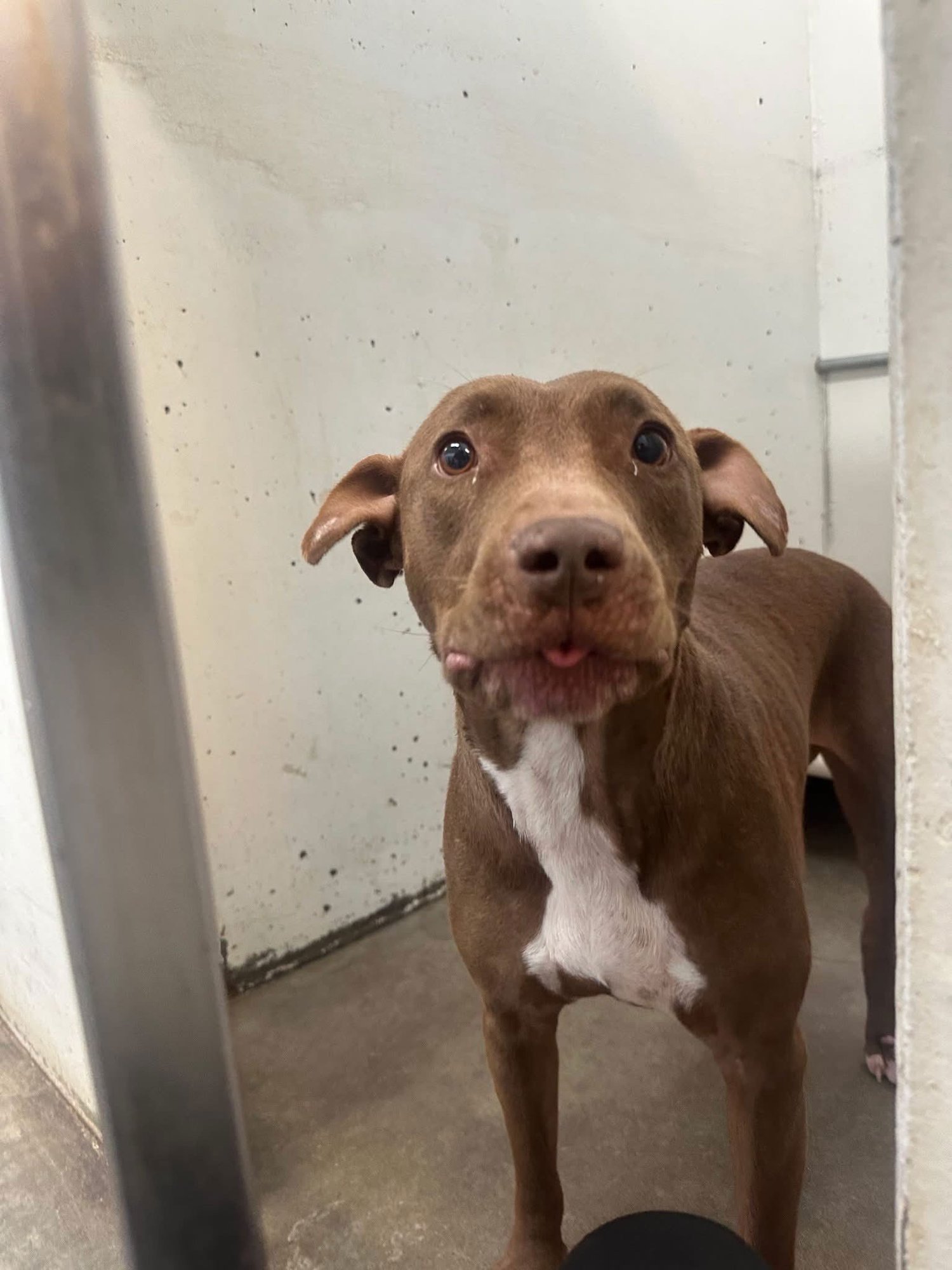 MARIS - Pit Bull Terrier / Labrador Retriever available for adoption