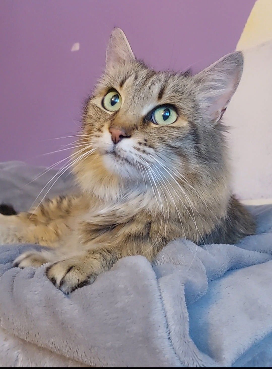 MISS SCRUNKLE - Domestic Long Hair available for adoption
